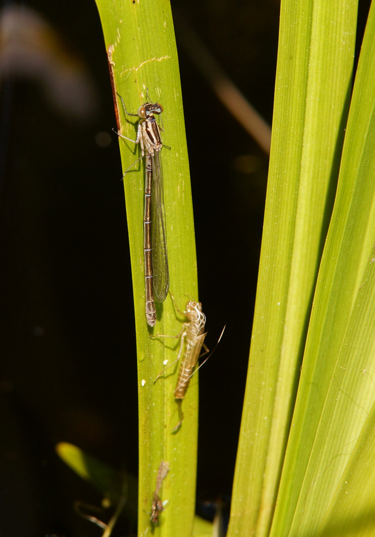 Libelle und Exuvie.