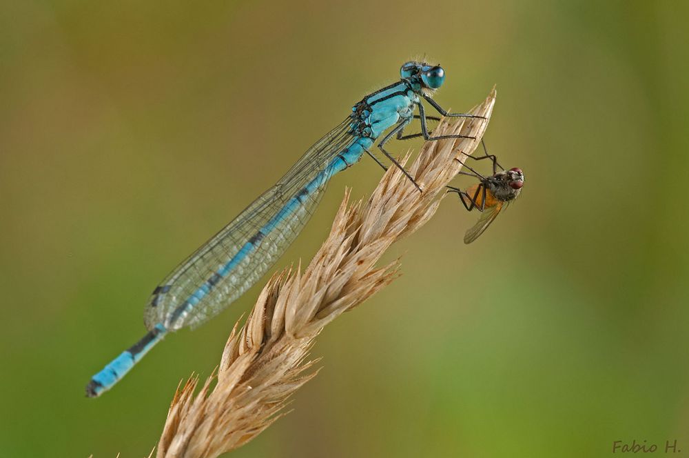 Libelle und Fliege Foto & Bild | tiere, wildlife, libellen Bilder auf ...