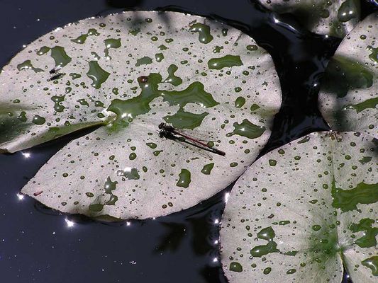 Libelle und Fliege auf einem Seerosenblatt