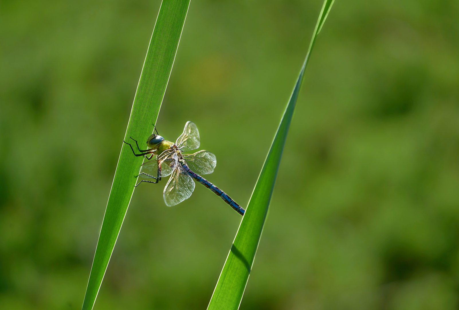 Libelle und Halme