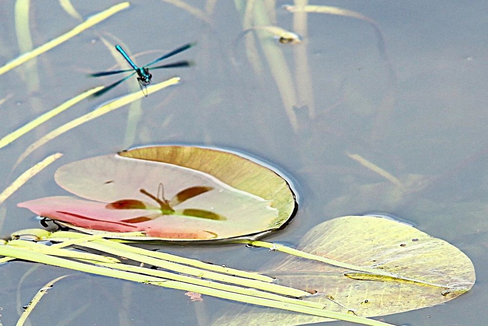 Libelle und ihr Schatten