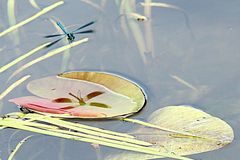 Libelle und ihr Schatten