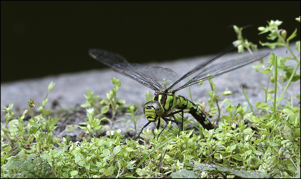 Libelle und ihre Farben