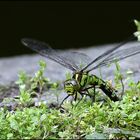 Libelle und ihre Farben