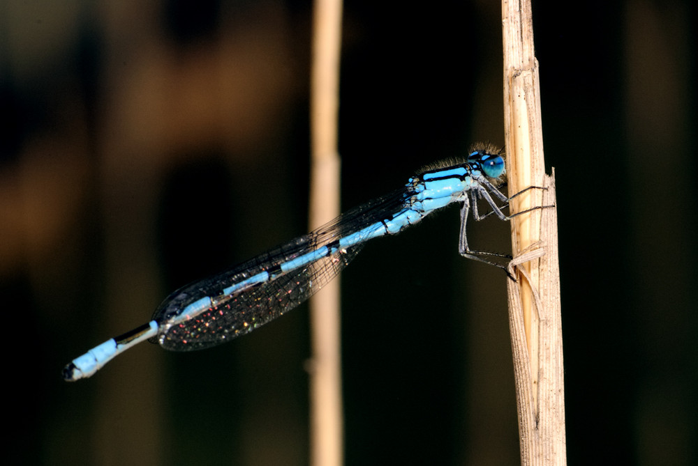 Libelle und keine Spinne