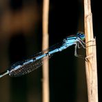 Libelle und keine Spinne