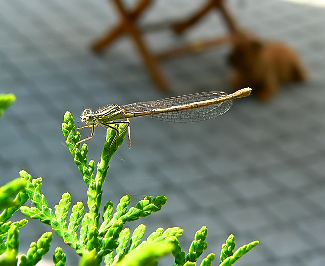 Libelle und Marcy...