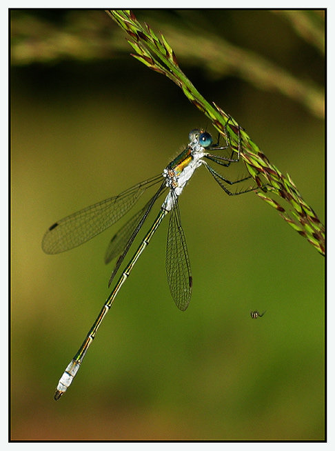 Libelle und Spinne