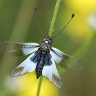 Libelle und zugleich Schmetterling, ein Libellen-Schmetterlingshaft