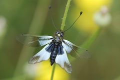 Libelle und zugleich Schmetterling, ein Libellen-Schmetterlingshaft