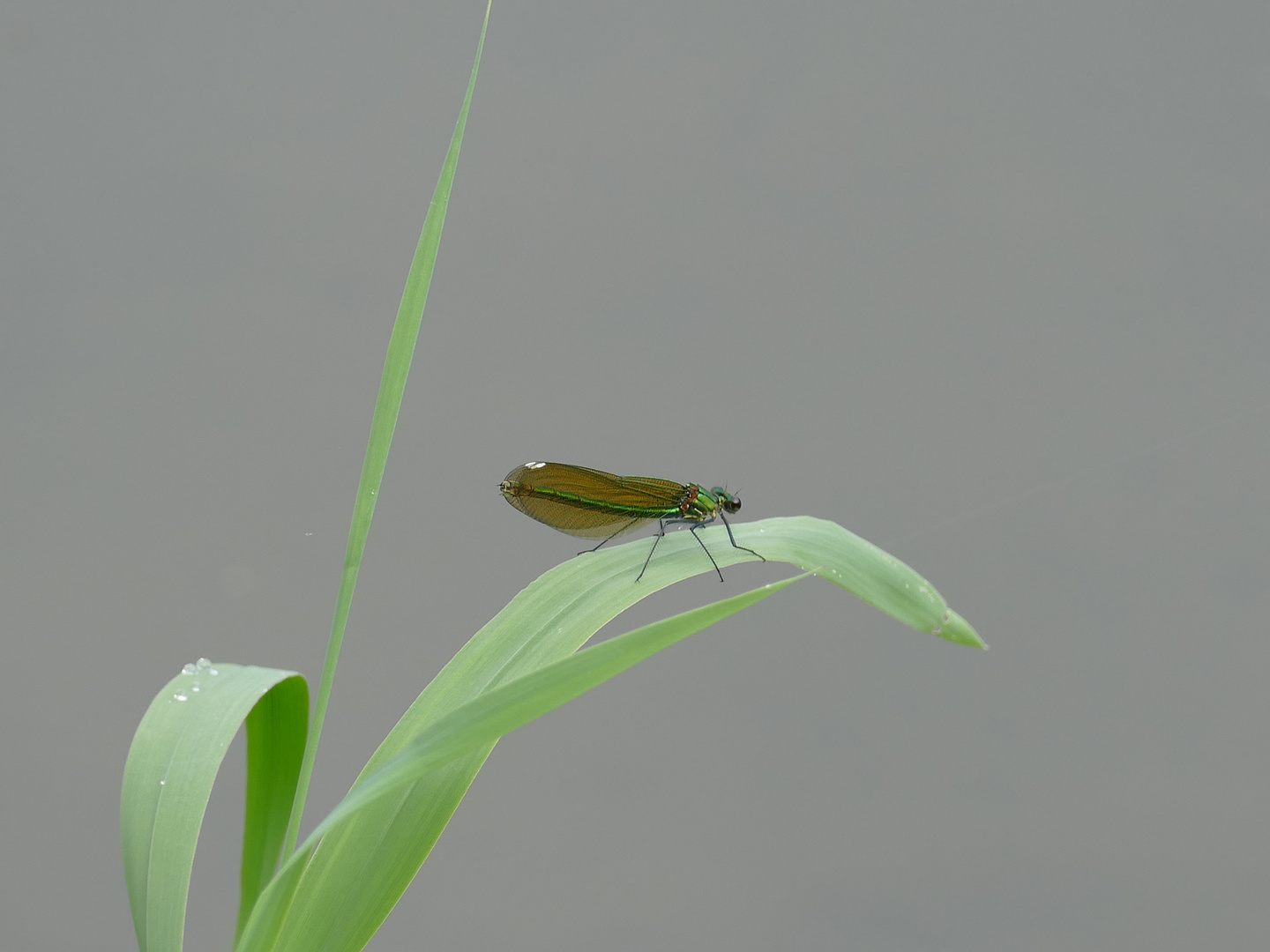 Libelle (ungebändert)