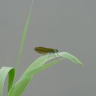 Libelle (ungebändert)