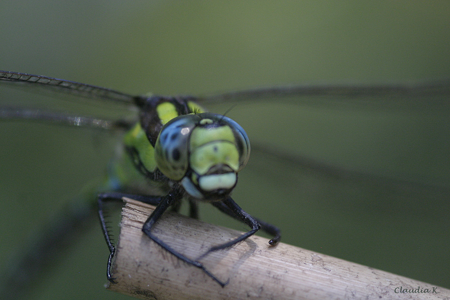 Libelle V