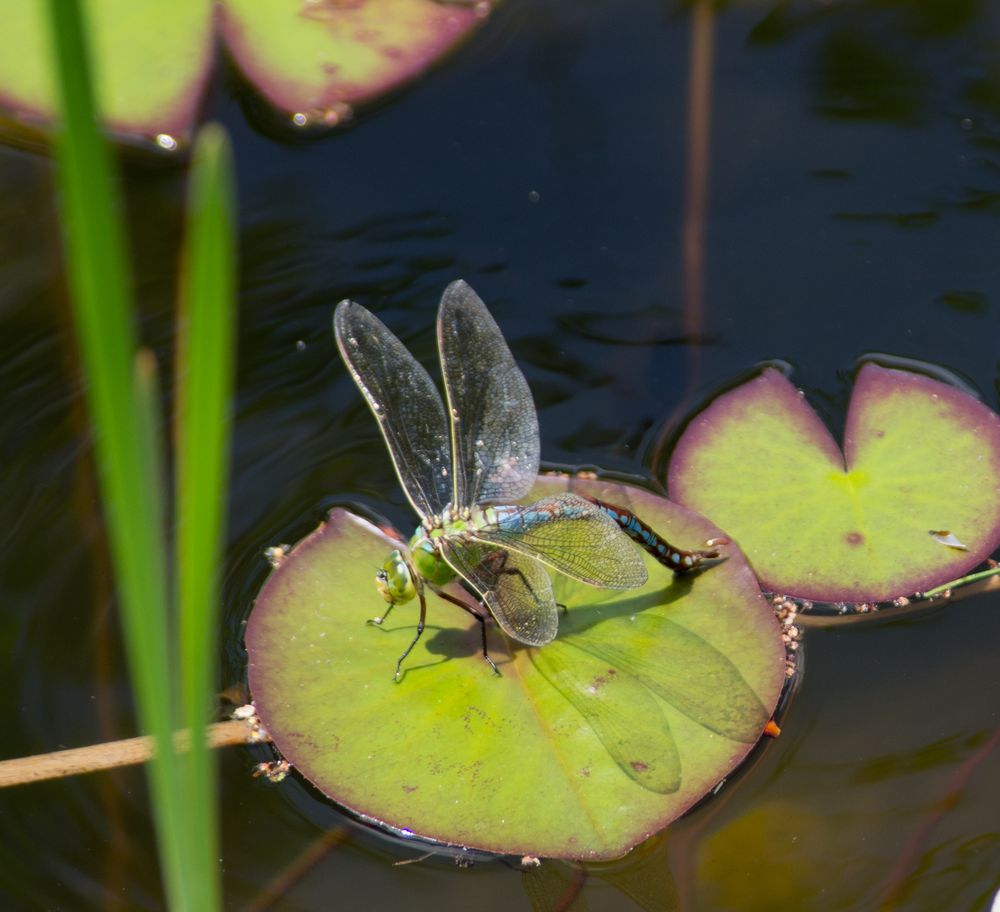 Libelle V