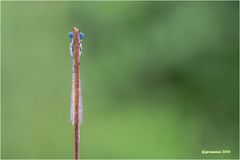 libelle-VI.......