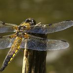 Libelle / Vierfleck