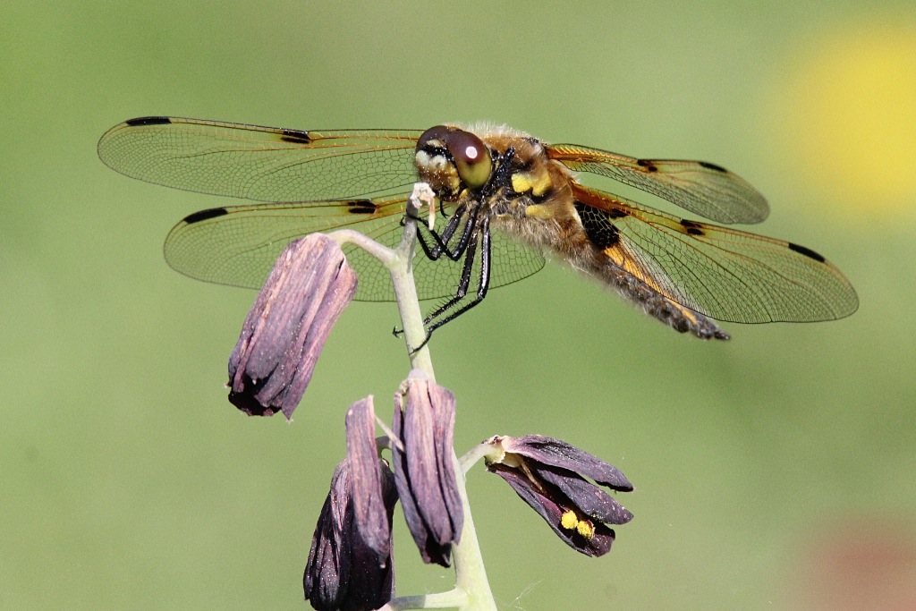 LIBELLE - Vierfleck?