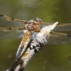 Libelle / Vierfleck (Libellula quadrimaculata)