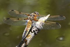 Libelle / Vierfleck (Libellula quadrimaculata)