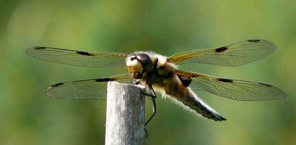 Libelle (Vierfleck - Libellula quadrimaculata)