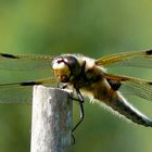 Libelle (Vierfleck - Libellula quadrimaculata)