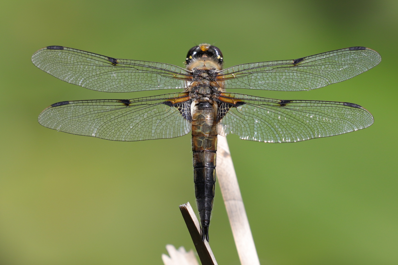 Libelle, Vierfleck - Libellula quadrimaculata