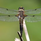 Libelle, Vierfleck - Libellula quadrimaculata