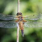 Libelle, Vierfleck (Libellula quadrimaculata), Männchen