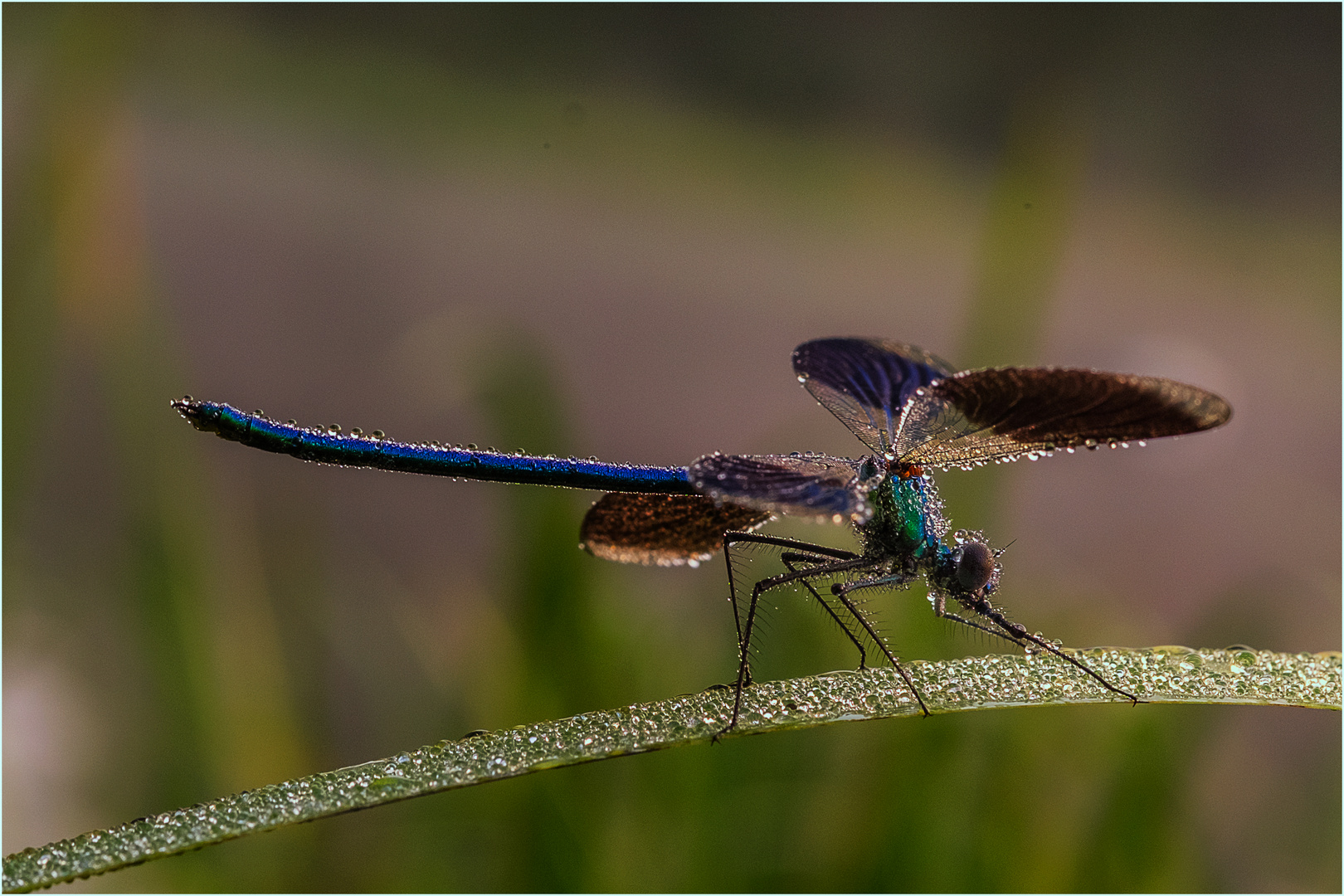 Libelle voller Tau