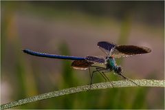 Libelle voller Tau