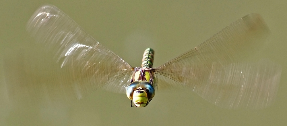 Libelle vom 18. September 2009