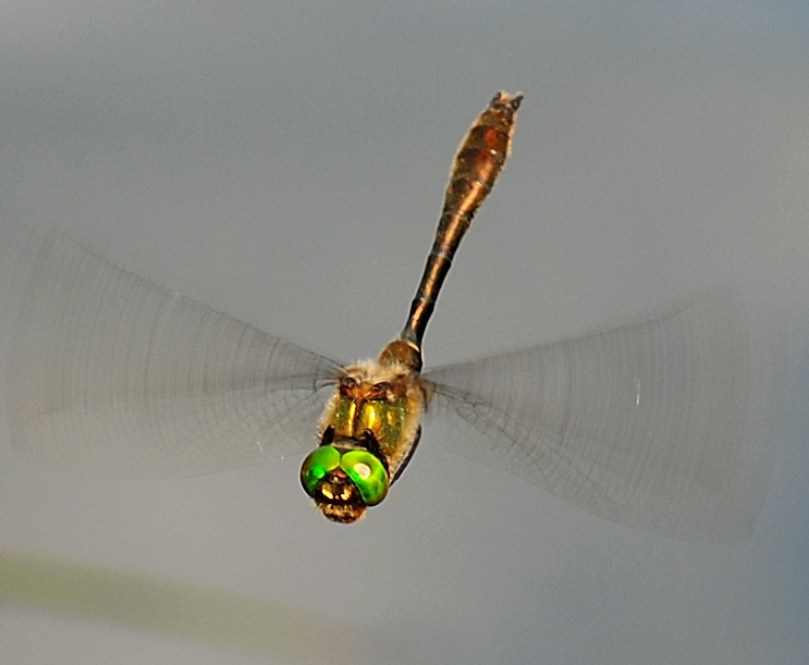 Libelle vom 24. Mai 2009