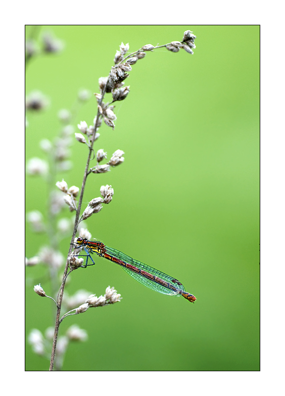 Libelle vom Wochenende