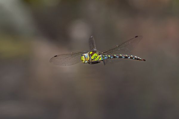 Libelle von der Seite