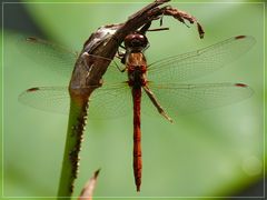 Libelle von heute (Nr. 2)