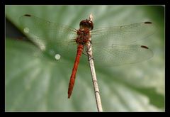 Libelle von heute (Nr.3)