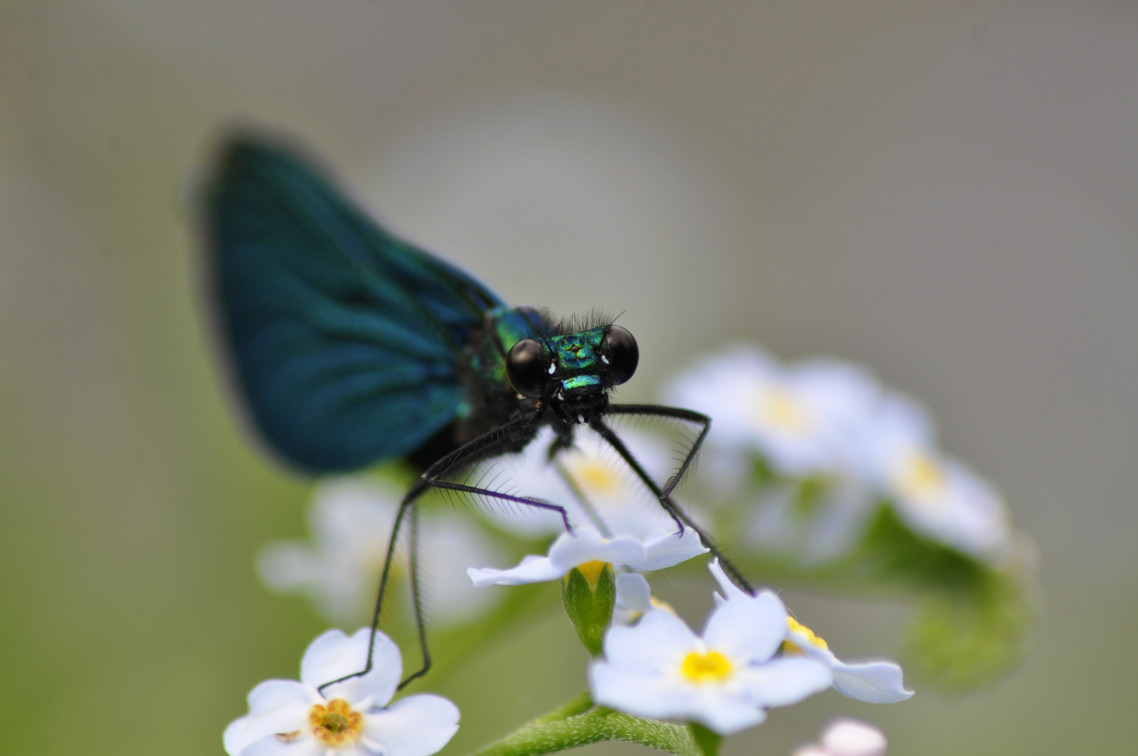 Libelle von vorne