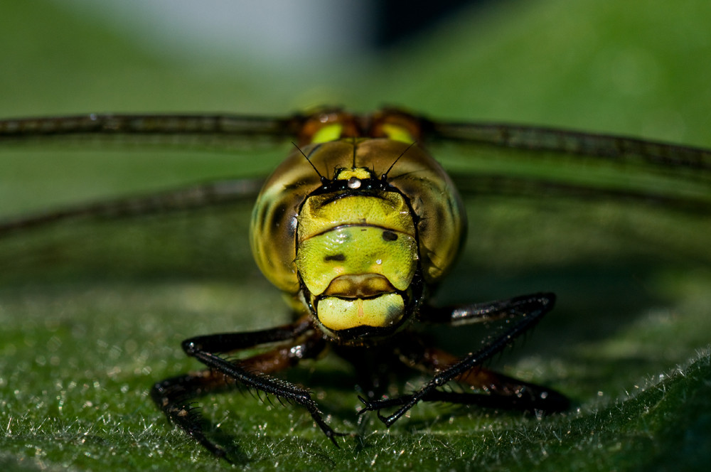 Libelle von vorne