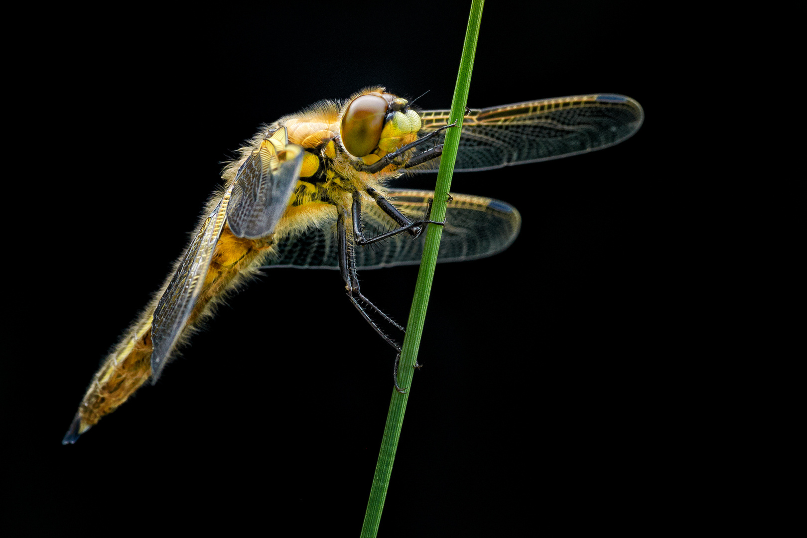 Libelle vor dem Abflug