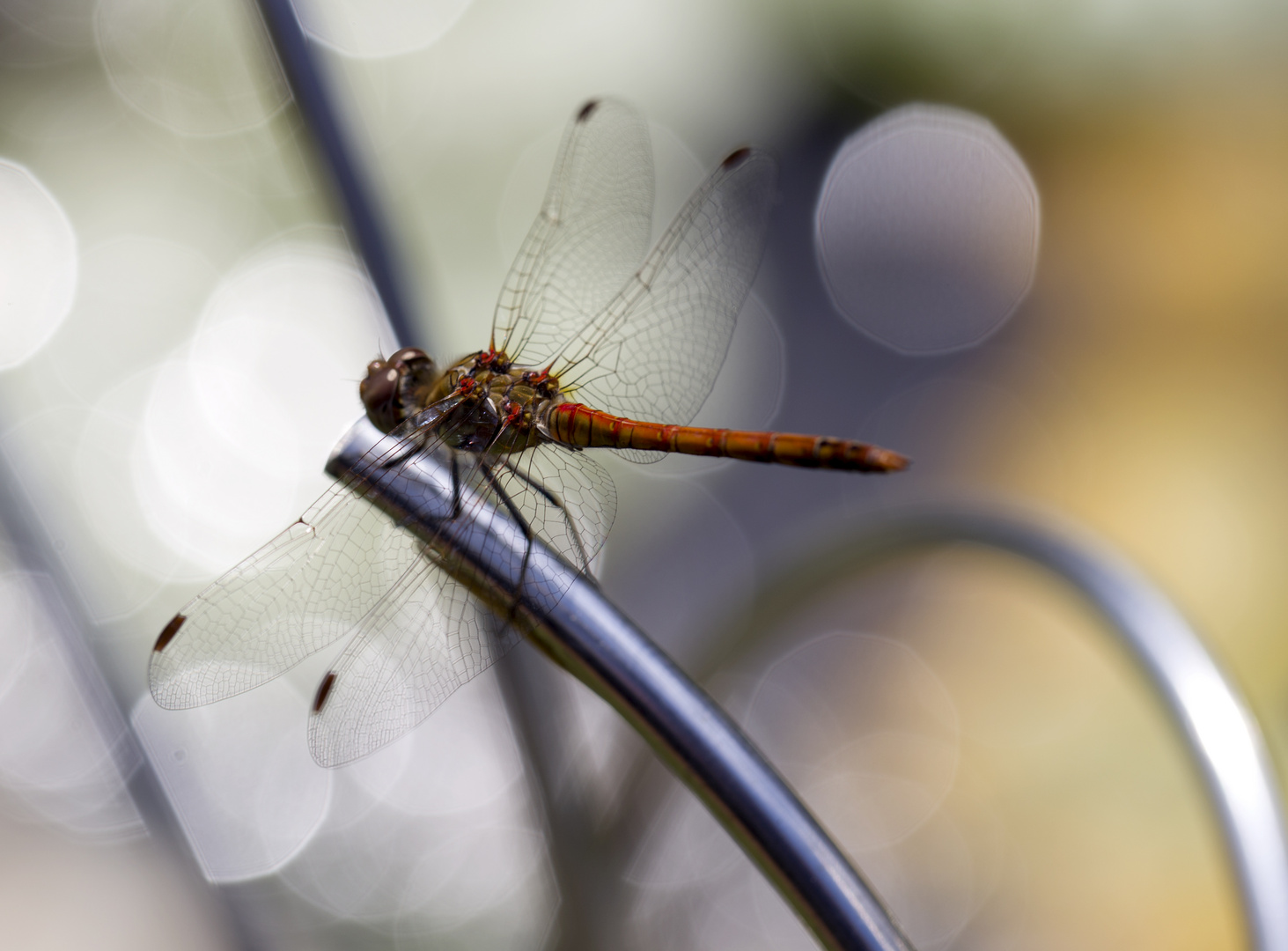 Libelle vor funkelndem Teich