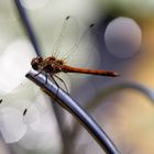 Libelle vor funkelndem Teich