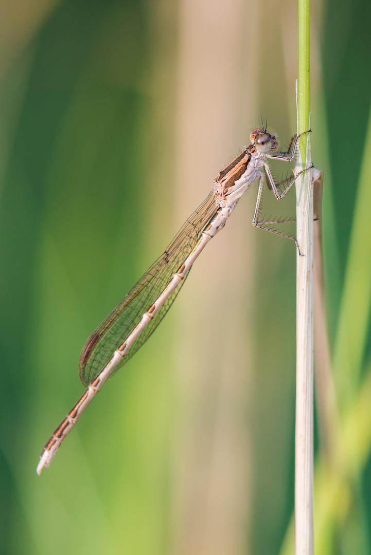 Libelle vor sanftem Grün