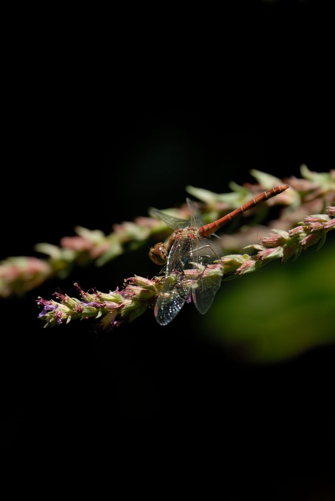 Libelle vor schwarzem Hintergrund