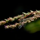 Libelle vor schwarzem Hintergrund