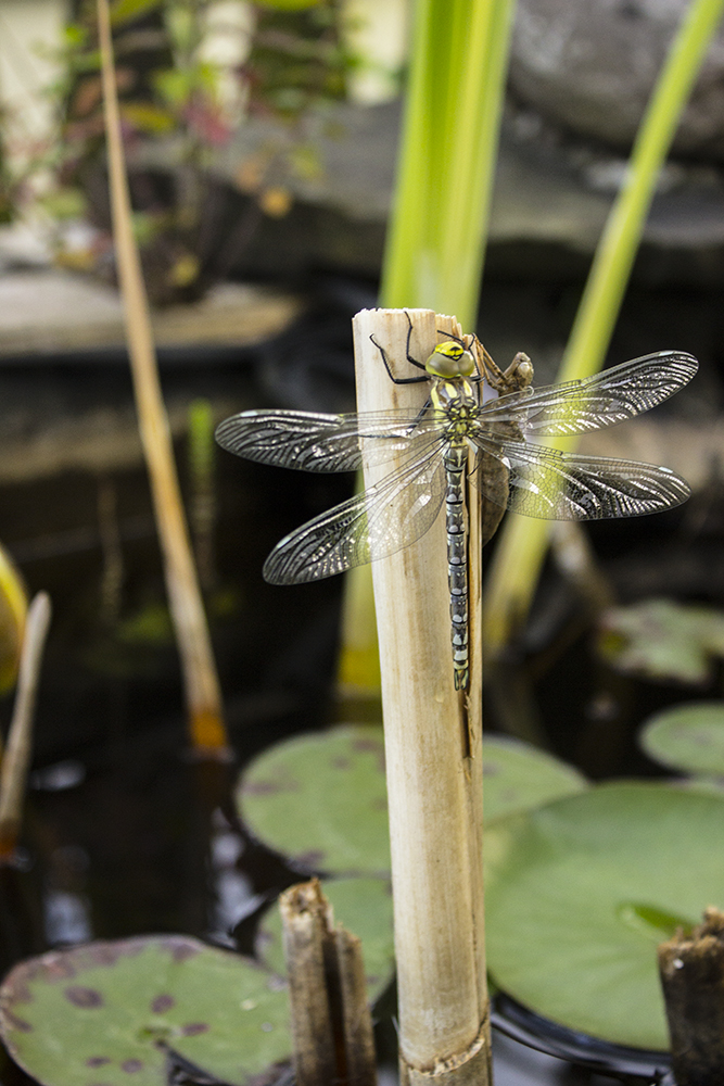 Libelle, vor und nach dem schlüpfen