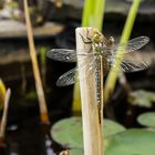 Libelle, vor und nach dem schlüpfen