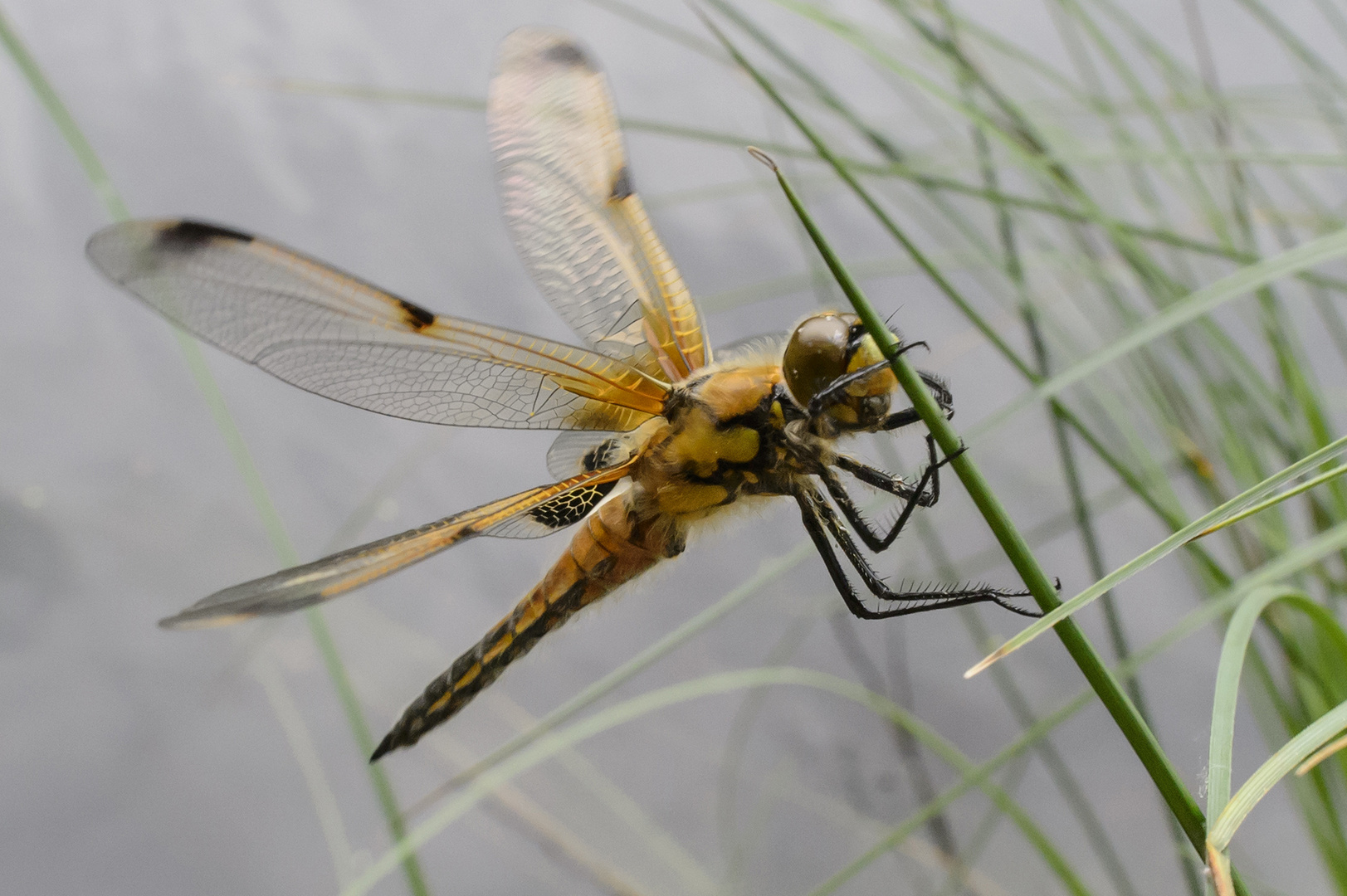 libelle , vorbereitungen zum start