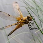 libelle , vorbereitungen zum start