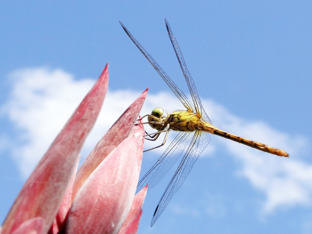 Libelle (Voyeursansicht)