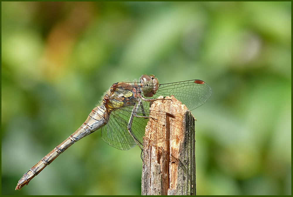 Libelle wärmt sich in den Sonnenstrahlen